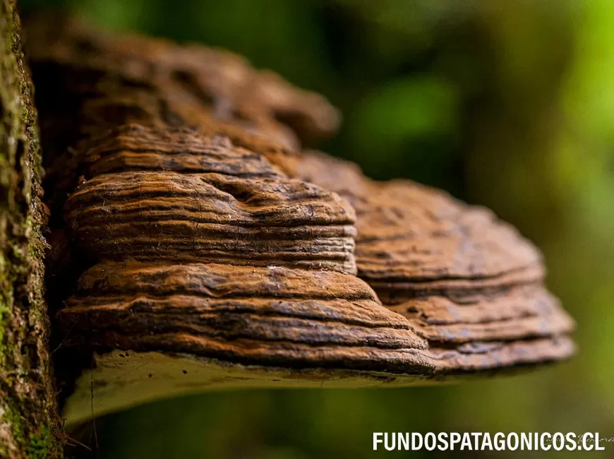 Venta en Chaitén | Fundo Santa Barbara