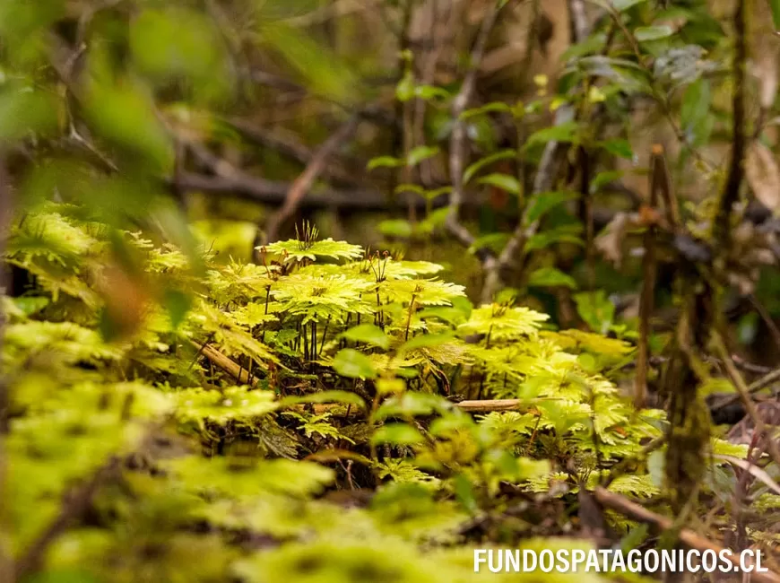 Venta en Chaitén | Fundo Santa Barbara